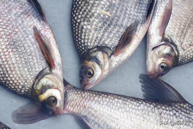 推荐6种鱼营养好肉质,鱼刺少又好看的鱼有哪些