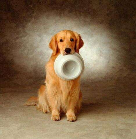 狗狗体内外驱虫什么药比较好,狗狗驱虫体内体外一起驱虫吗