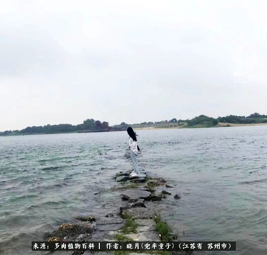 六年时间环游22个国家，却被多肉小萌物征服