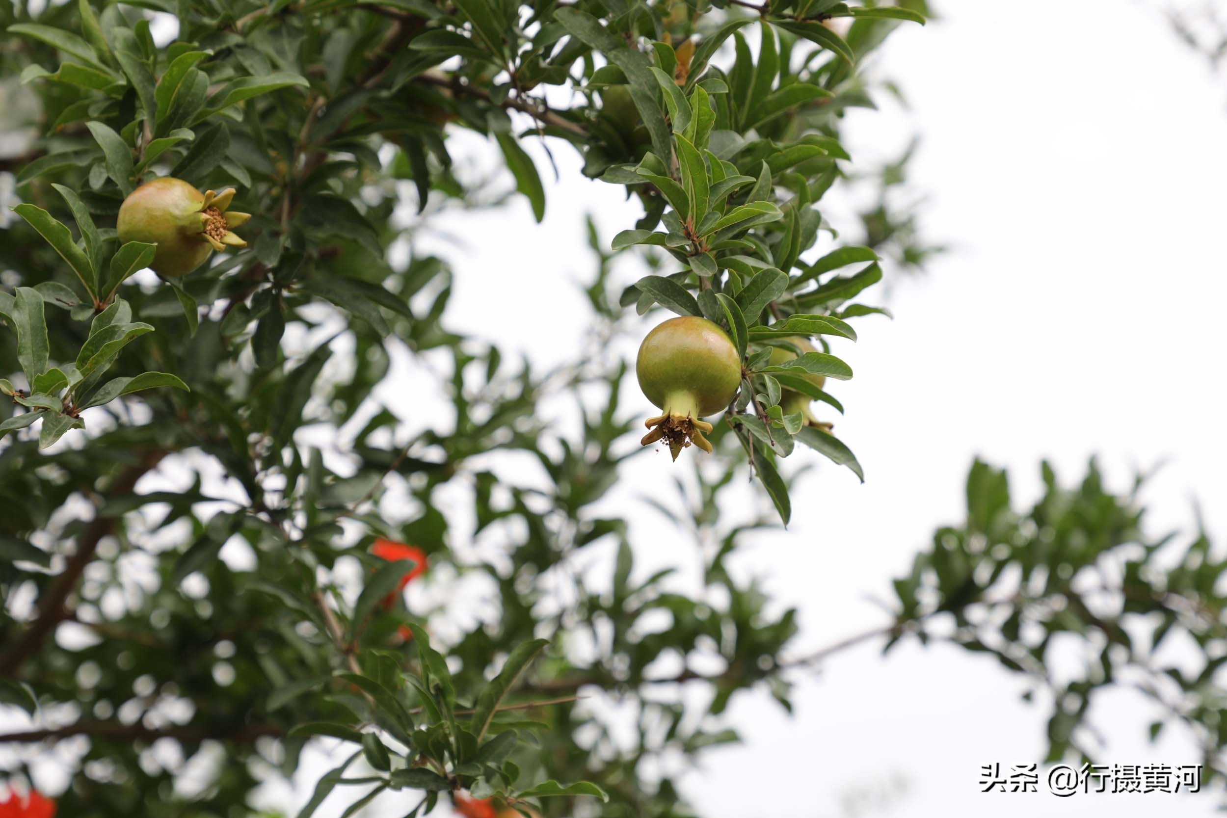 儿子娶个广东媳妇，生个女孩送回山西，看农村奶奶把孙女养成啥样