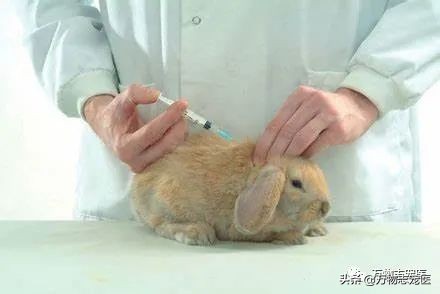 兔兔要死之前的征兆,兔兔突然死亡的原因