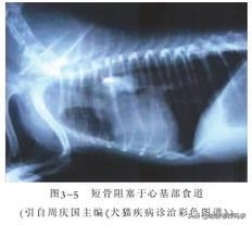 狗狗突然呕吐，背后的真相是什么？发现这几种情况，千万不能忽略