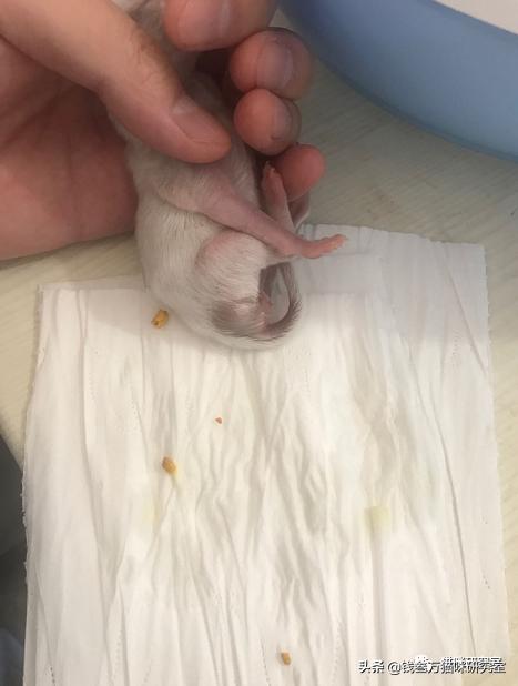 羊奶乳糖和牛奶乳糖的区别,真相和本质的区别