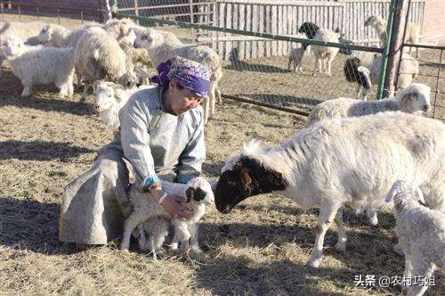 刚出生的小羊羔需要注意什么,小羊羔喂牛奶注意事项