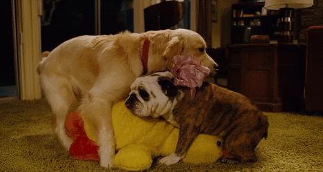 原来每个家庭都有这样一个小三,给这部影片跪了