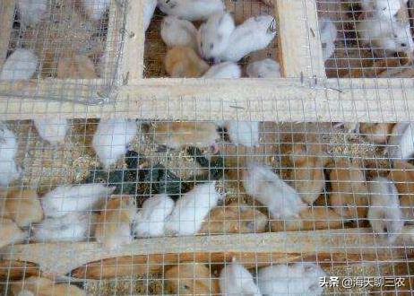 仓鼠养殖技术全集,仓鼠养殖技术与建造