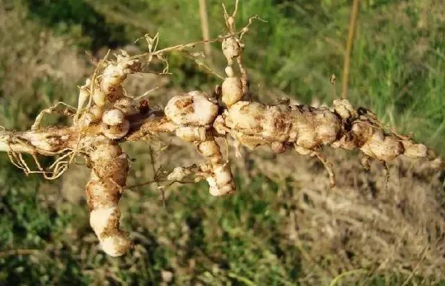 根结线虫病害及治疗方法,根结线虫危害全过程