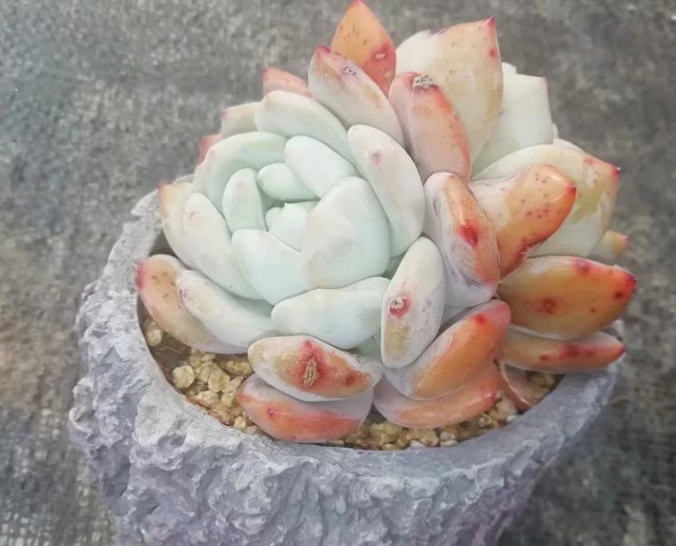 多肉养出状态来有多美?这102种多肉控养上色之后美呆了