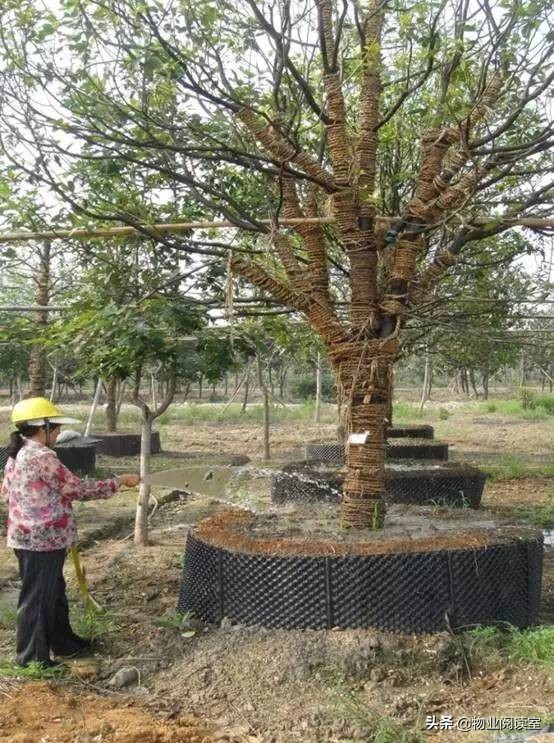 小区绿化日常养护工作内容,小区绿化养护多少钱一个平方