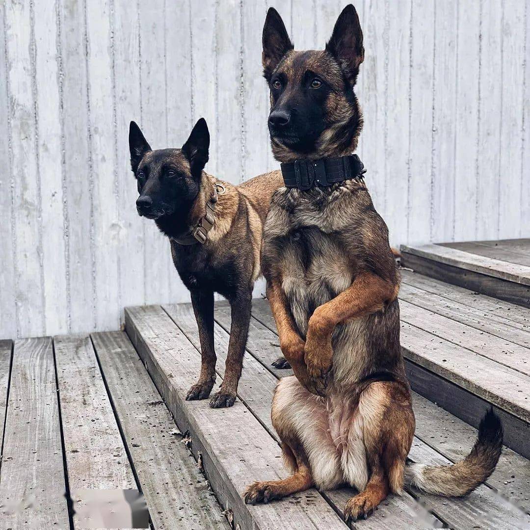 马犬为什么能成为主流的警犬,警犬种类马犬