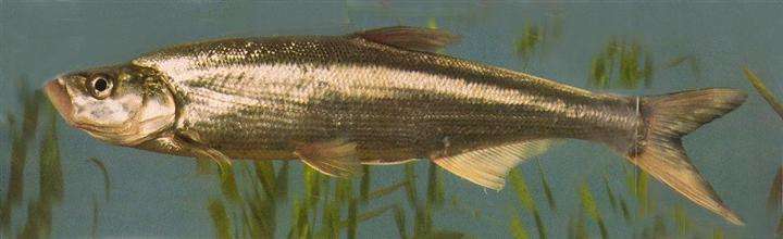 路亚小翘嘴新手入门教程,翘嘴新手路亚教学