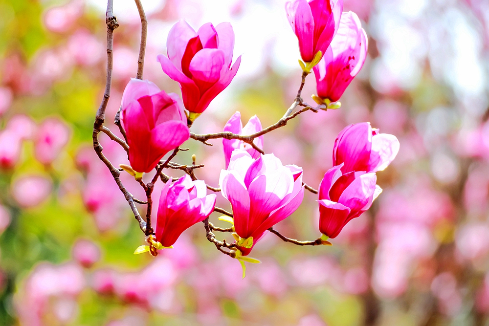 上海世博文化公园有梨花开吗,上海园林文化公园