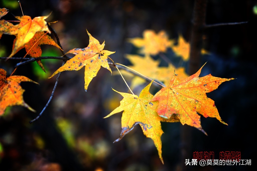 北京市怀柔区喇叭沟原始森林公园,北京怀柔喇叭沟景区