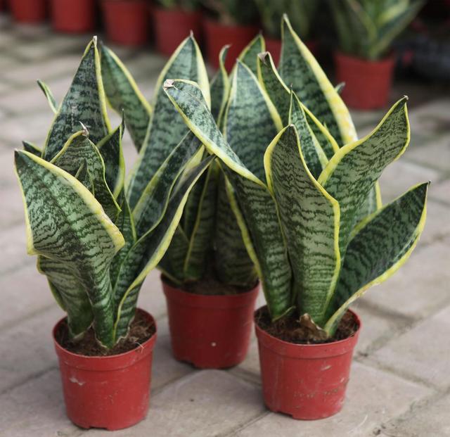 室内吸甲醛最好的10种花,新家养什么花可以除甲醛