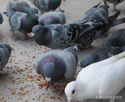 轻松养鸽子（上）～鸽子的生理特性和饲养管理！
