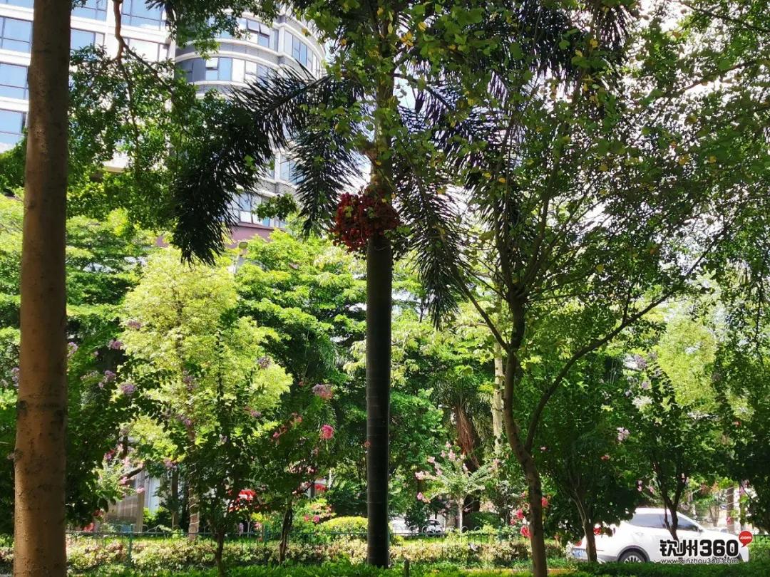 钦州像茶果一样的野果,广西的树结的果子可以吃