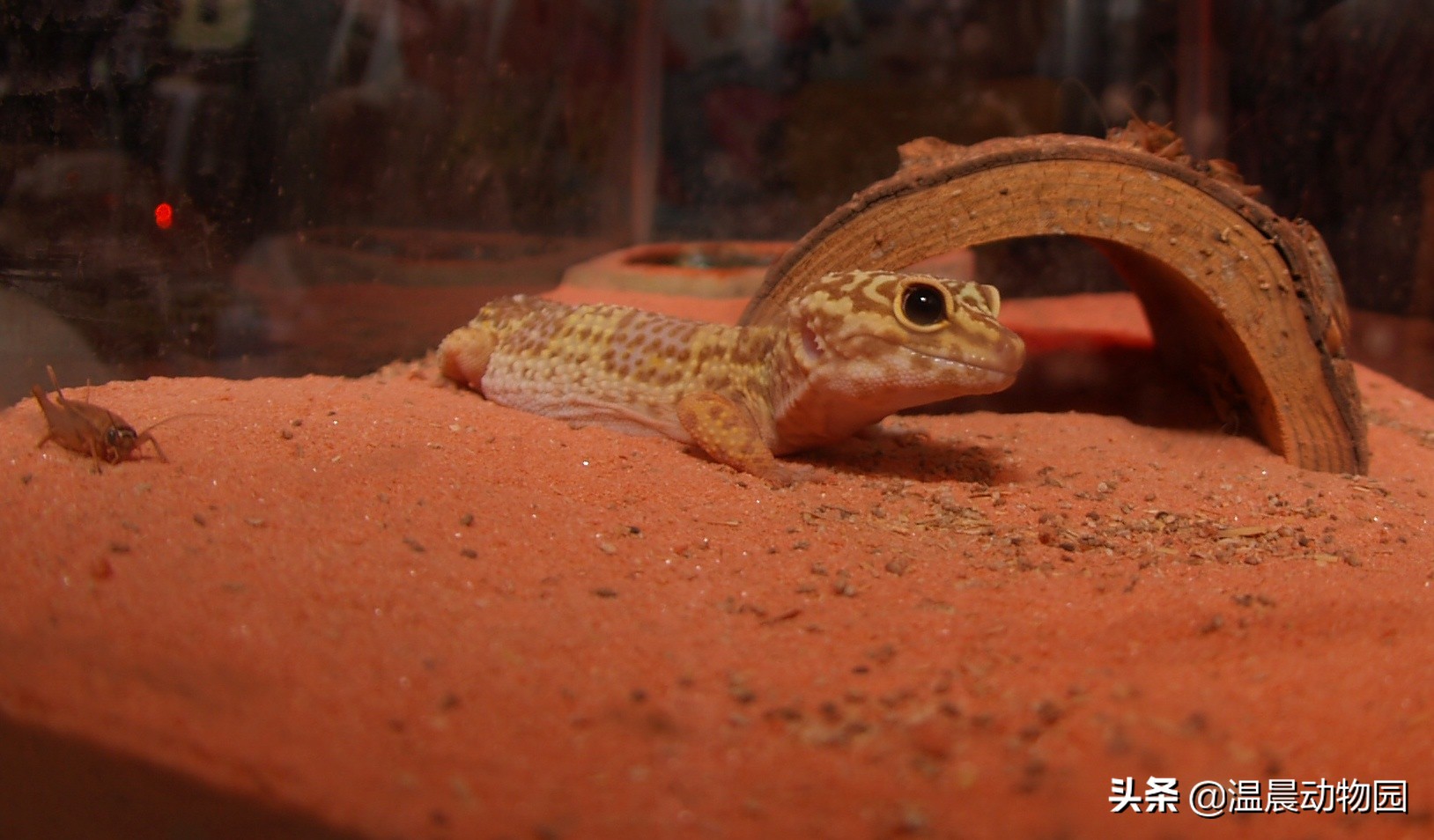 豹纹守宫为什么长得像别的蜥蜴,豹纹守宫蜥蜴到底有多聪明