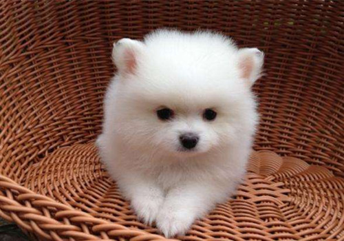 博美养宠经验,博美狗怎么养最好