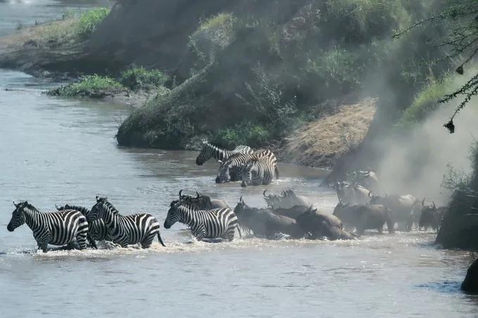 坦桑尼亚之旅,坦桑尼亚东非草原