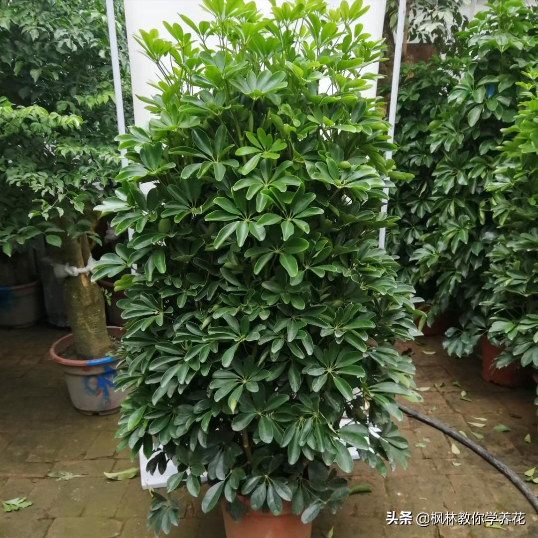 冬季常见花卉有哪些品种,无需刻意养护的花卉品种