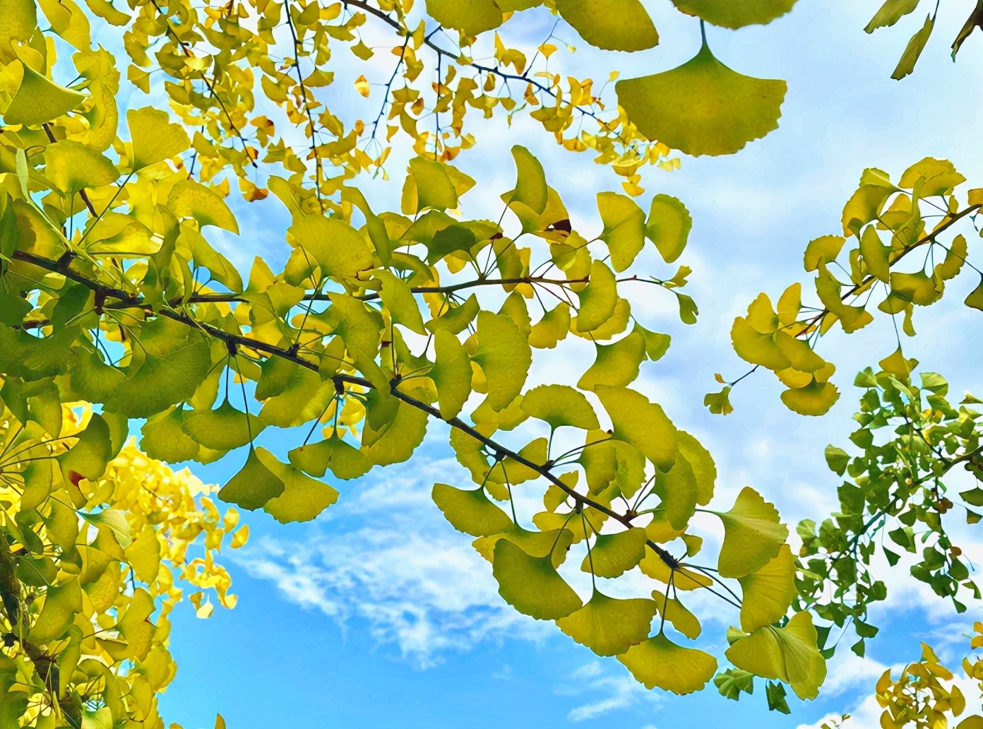 国庆假期必住|分分钟拍出大片的绝美仙气民宿,每家都想睡~记得提前预订哟!