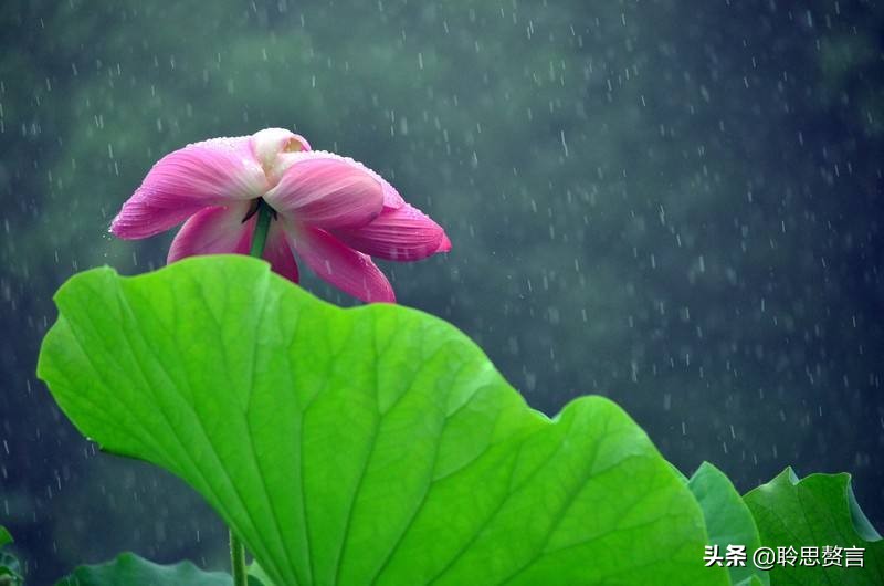 夏日诗句精选,30首夏日诗词人间最美是初夏