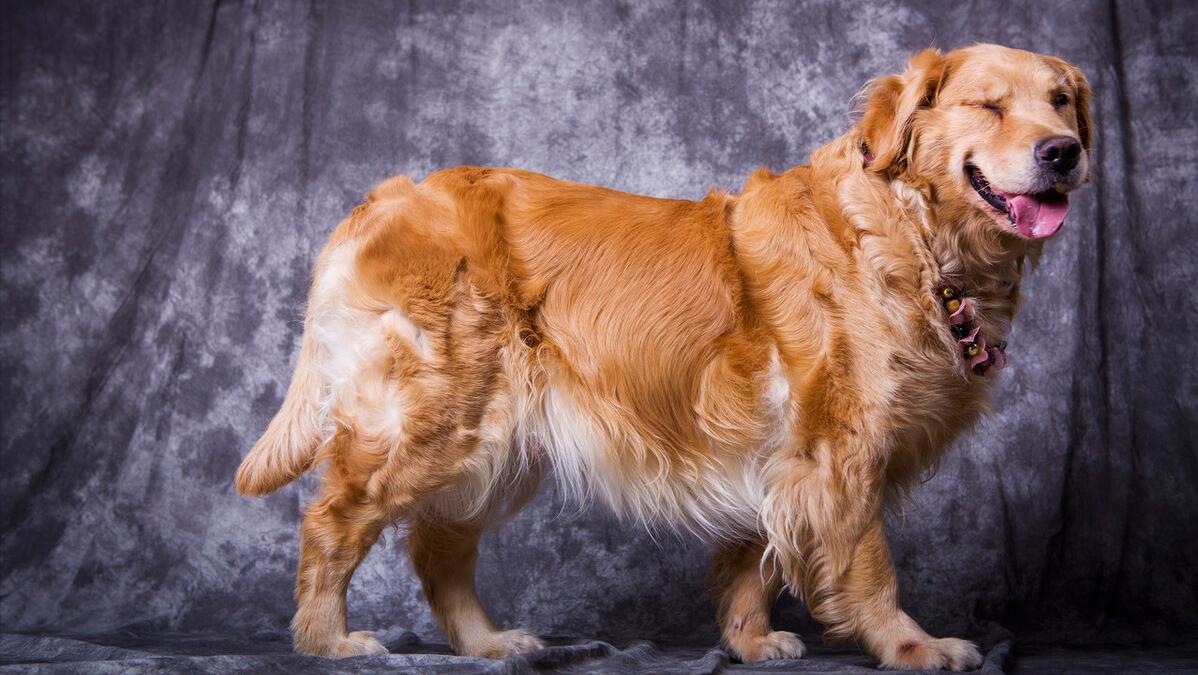 哪个品种的狗狗又好养又乖巧懂事,什么品种的狗狗适合有孩子家庭养