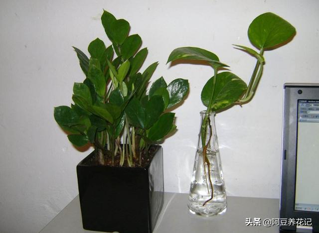 金钱树叶子发黄发黑怎么回事,金钱树叶子发黄怎么样养