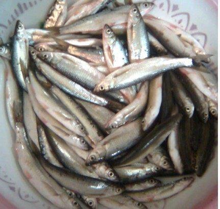 钓鱼专钓小鱼,世界钓鱼之旅钓大鱼