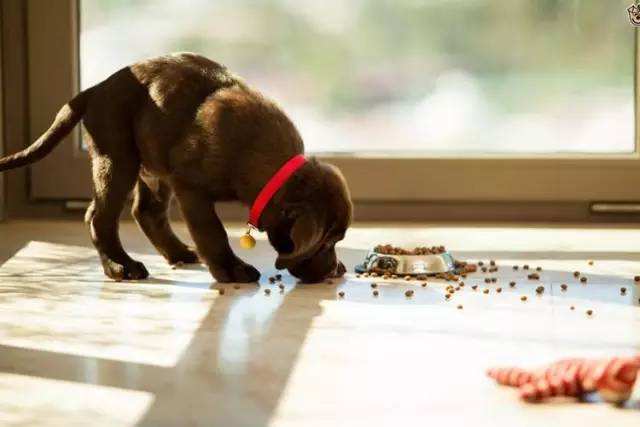 狗狗喜欢舔自己的脚是什么原因,狗狗喜欢舔主人的脸是怎么回事