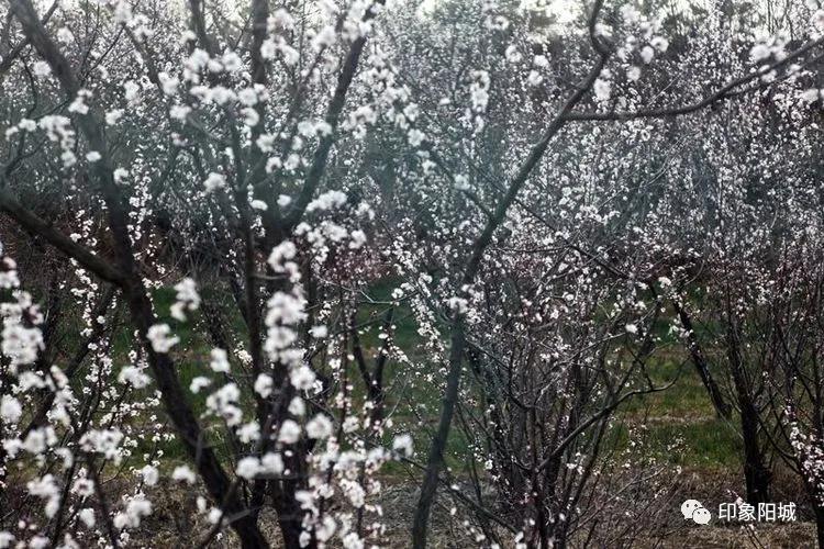 晋城哪里可以春游,晋城附近春游景点