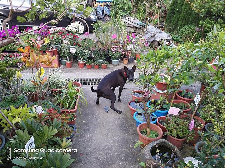 三星galaxya9s拍照,三星galaxya9开箱评测