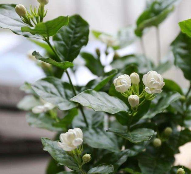 茉莉花不泡生根粉的扦插方法,茉莉花扦插多久可以生根