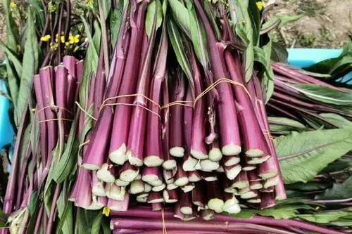 西兰花含维c,维c含量高的食物前十名