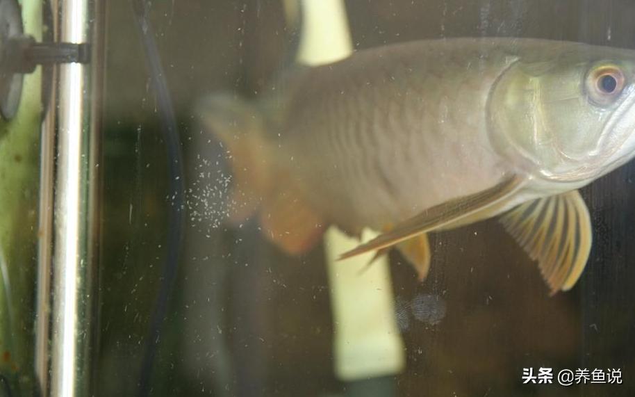 鱼缸蛋白虫的处理方法,鱼缸放铜币对蛋白虫有作用吗