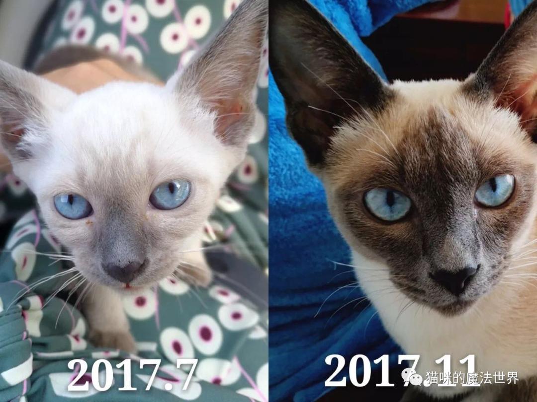 猫咪品种大盘点3:暹罗猫