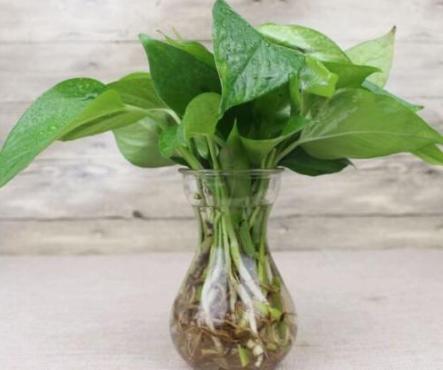 白糖水对植物生根有帮助吗,白糖水浇花的功效与作用