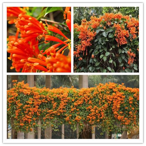 北方喜阴的室内植物花卉有哪些,喜阴耐寒的室外花卉植物有哪些