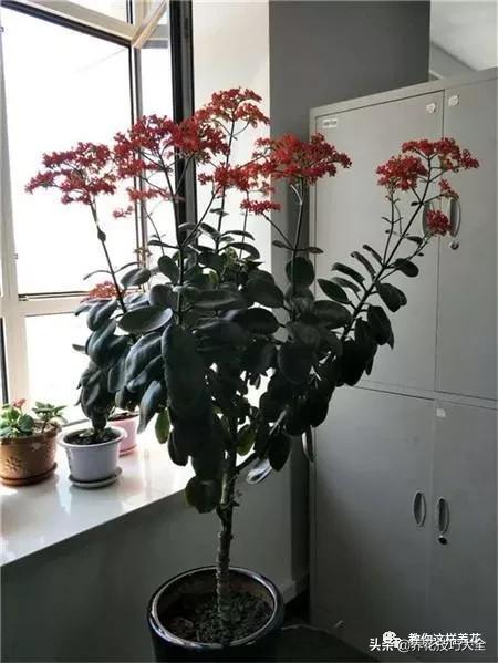 长寿花很多枝头怎么修剪变成老桩,长寿花2年了枝干长成老桩了