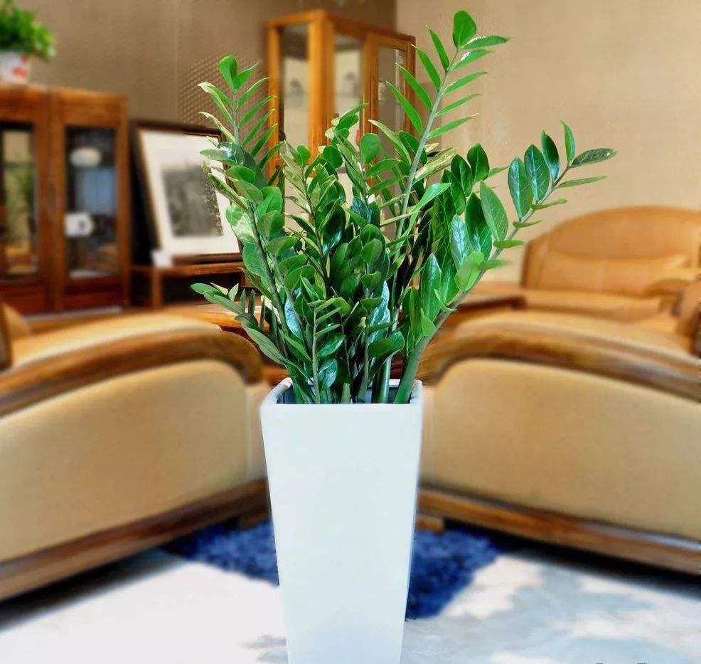 金钱树在养的过程中为什么会烂根,金钱树怎样养能爆盆