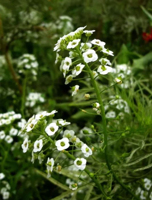 春在溪头荠菜花全诗,春在溪头荠菜花怎么读