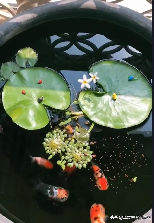 金鱼苗怎么养,养金鱼和锦鲤