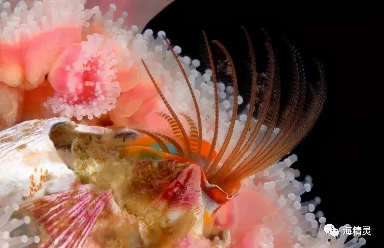 活石上不请自来的“偷渡客”，你们都是谁？