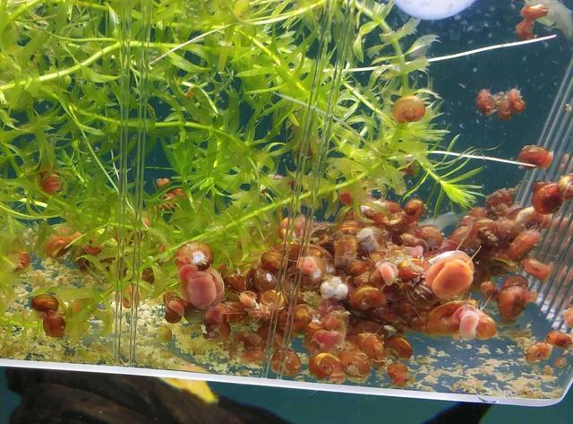 新手养鱼推荐混养品种,新手养鱼入门鱼种混养