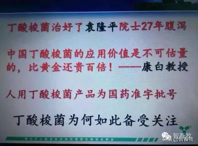 丁酸梭菌对仔猪的作用,丁酸梭菌可以治疗猪胀气吗