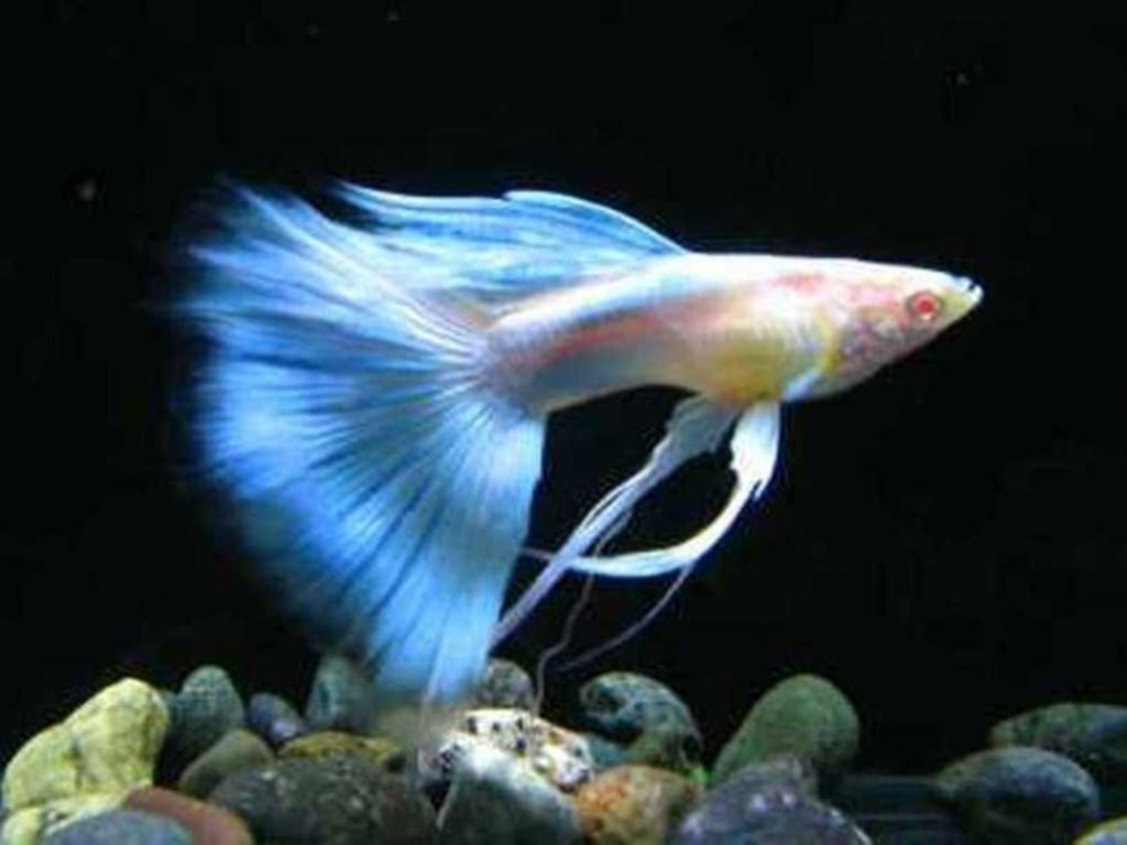 我们草缸养的孔雀鱼原来都错了,它更适合这种环境生存