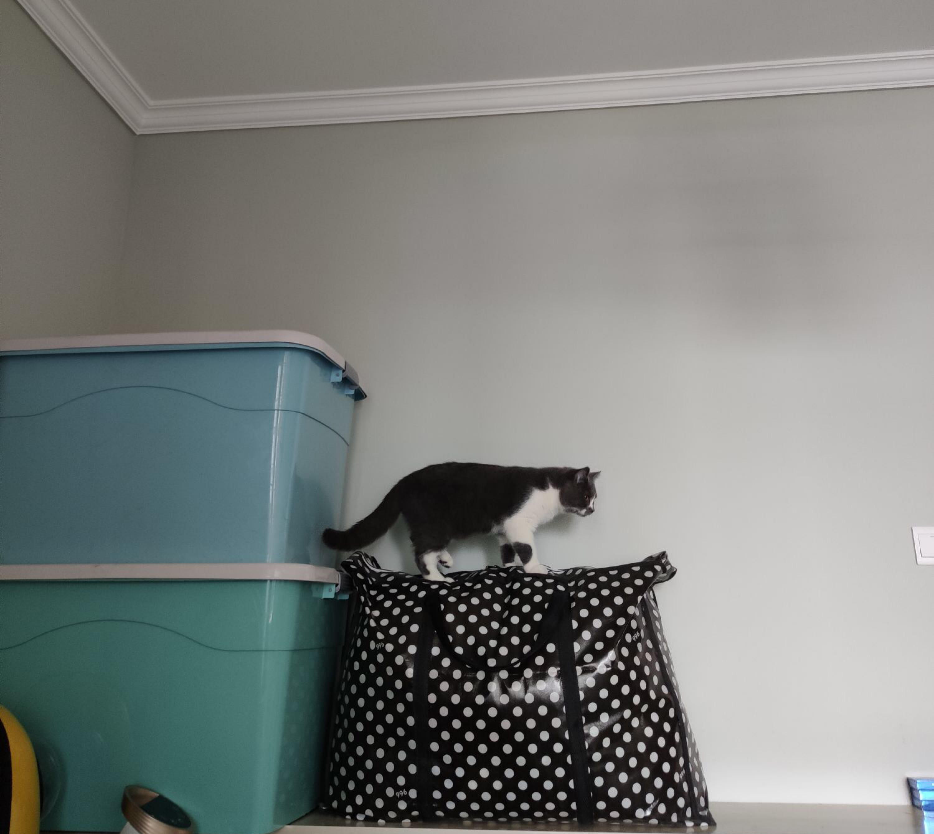 铲屎官新手养猫,铲屎官必懂的养狗知识