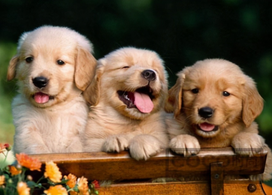 怎样给狗狗取名字更有意义,狗狗取名叫黄瓜