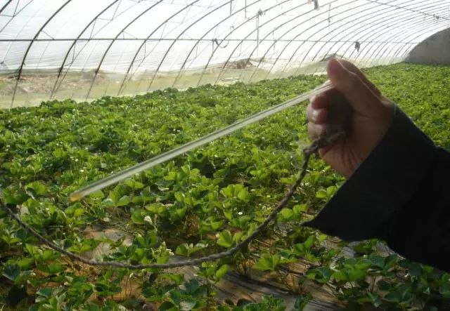 草莓花期有虫怎么管理,草莓花期的管理技巧与草莓高产