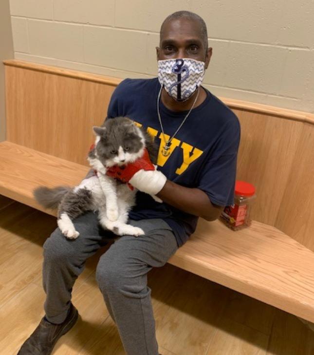 猫咪走丢让流浪猫找回,家养猫咪走丢了还能存活吗